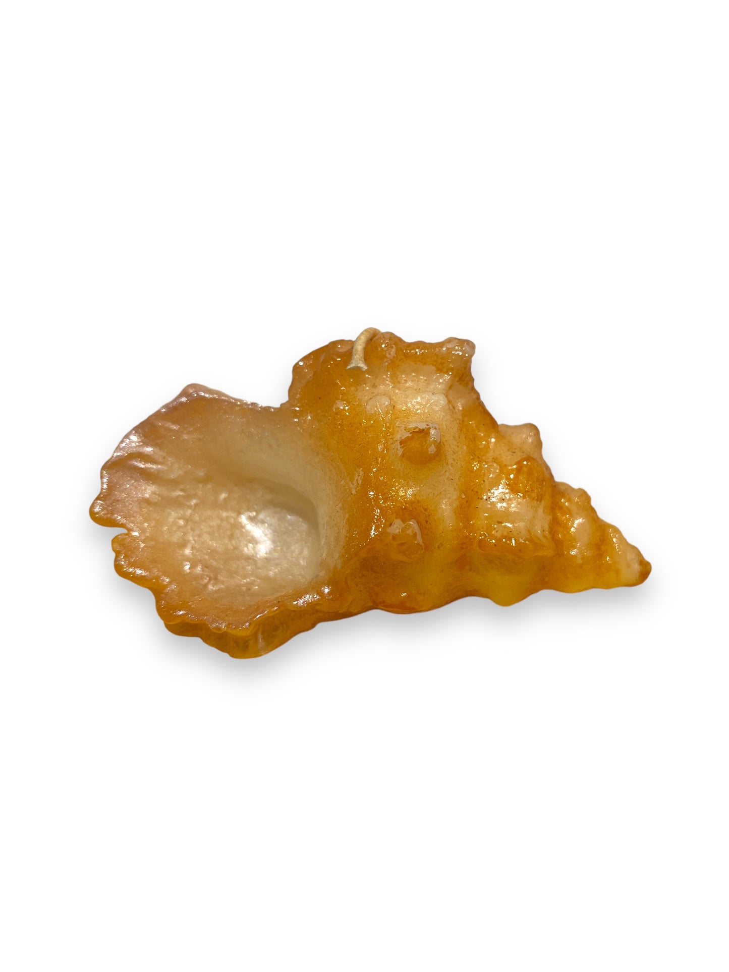Conchiglia Chiocciola piccola