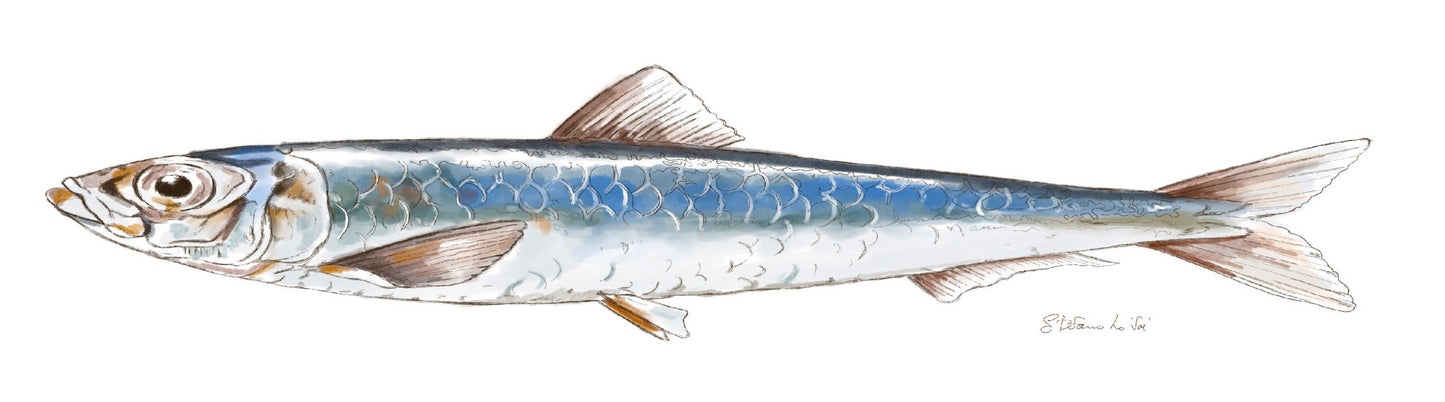 Pesce azzurro